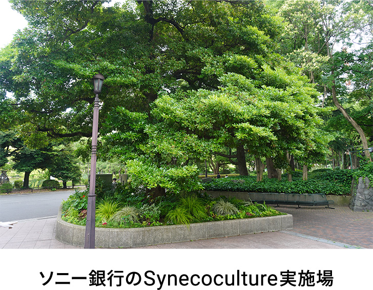 ソニー銀行のSynecoculture実施場