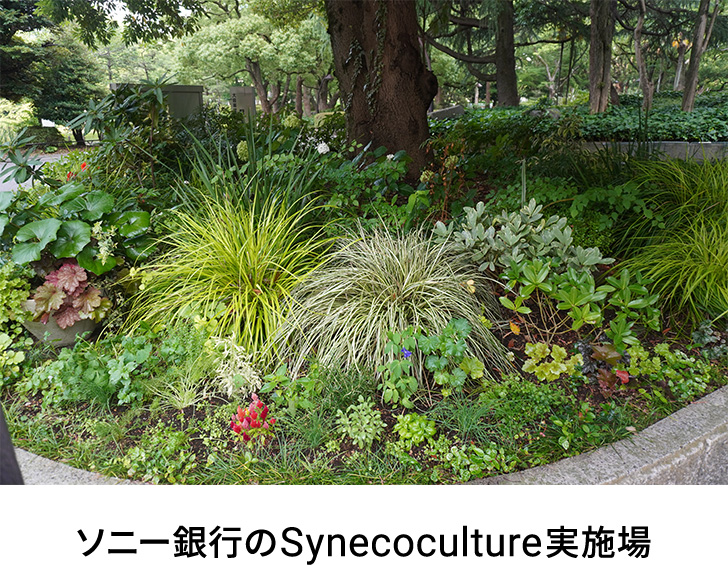 ソニー銀行のSynecoculture実施場